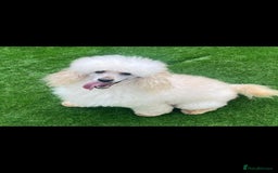 Miniature Poodle dogs for stud: HEALTH TESTED Kc Registered Miniature Poodle STUD in Doncaster - Image 4