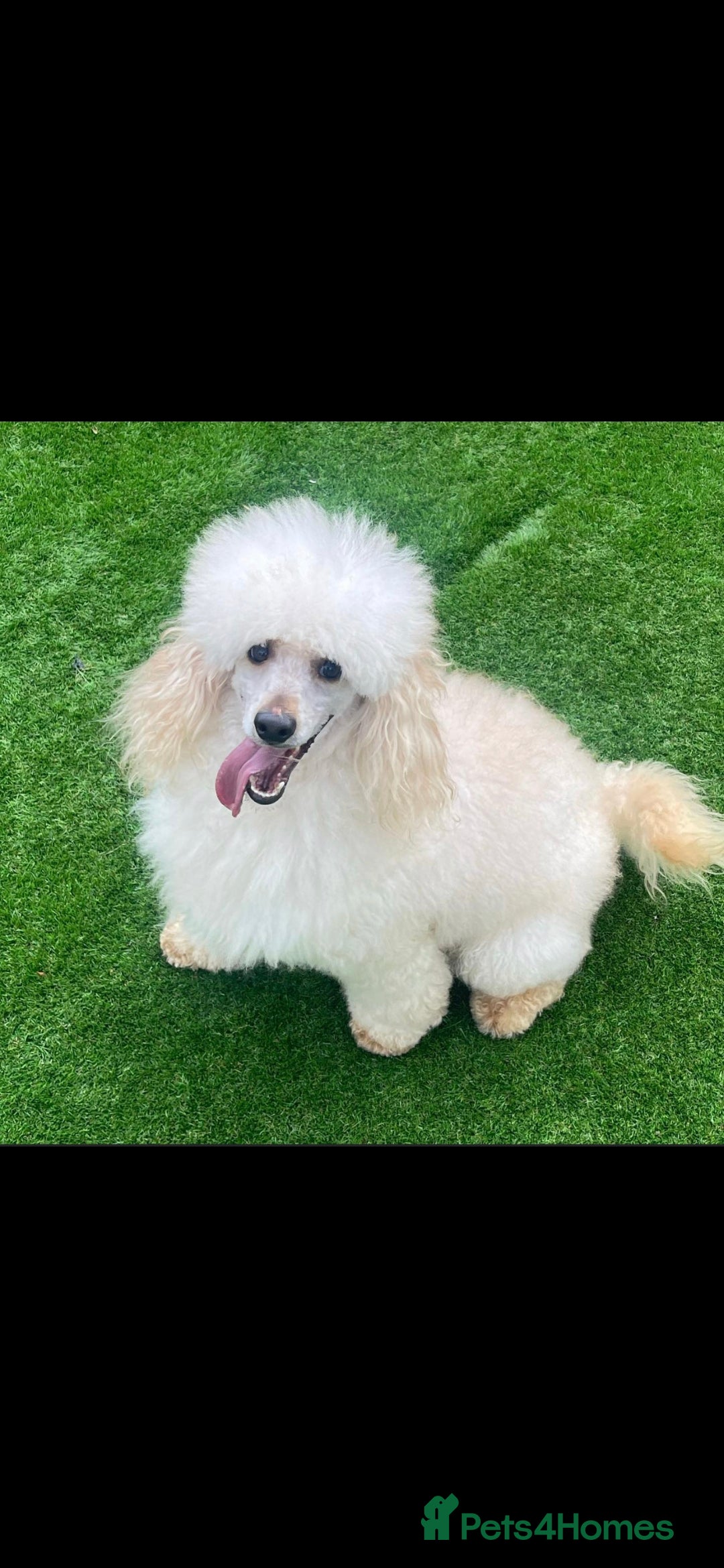 Miniature Poodle dogs for stud: HEALTH TESTED Kc Registered Miniature Poodle STUD in Doncaster - Image 4