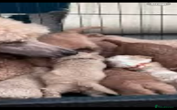 Cavapoo dogs for sale: Small type cavapoo puppies (toy poodle) - Image 6