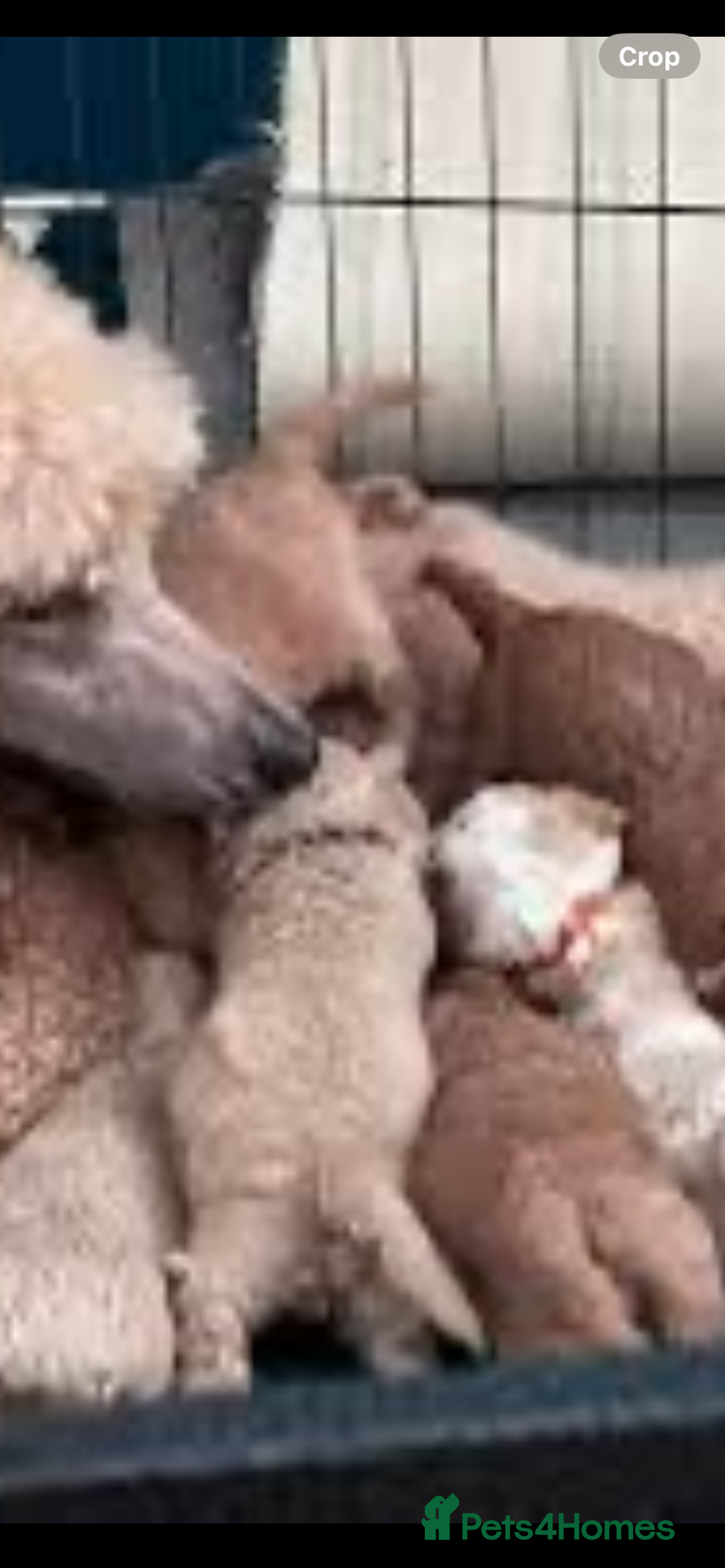 Cavapoo dogs for sale: Small type cavapoo puppies (toy poodle) - Image 6