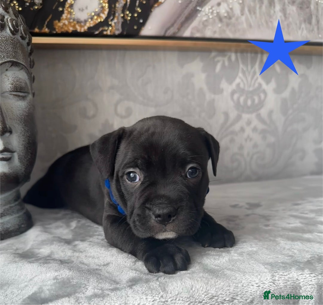 Staffordshire Bull Terrier dogs for sale: Chunky little staffy pups - Image 7