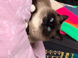Ragdoll cats in Bournemouth - Advert 11