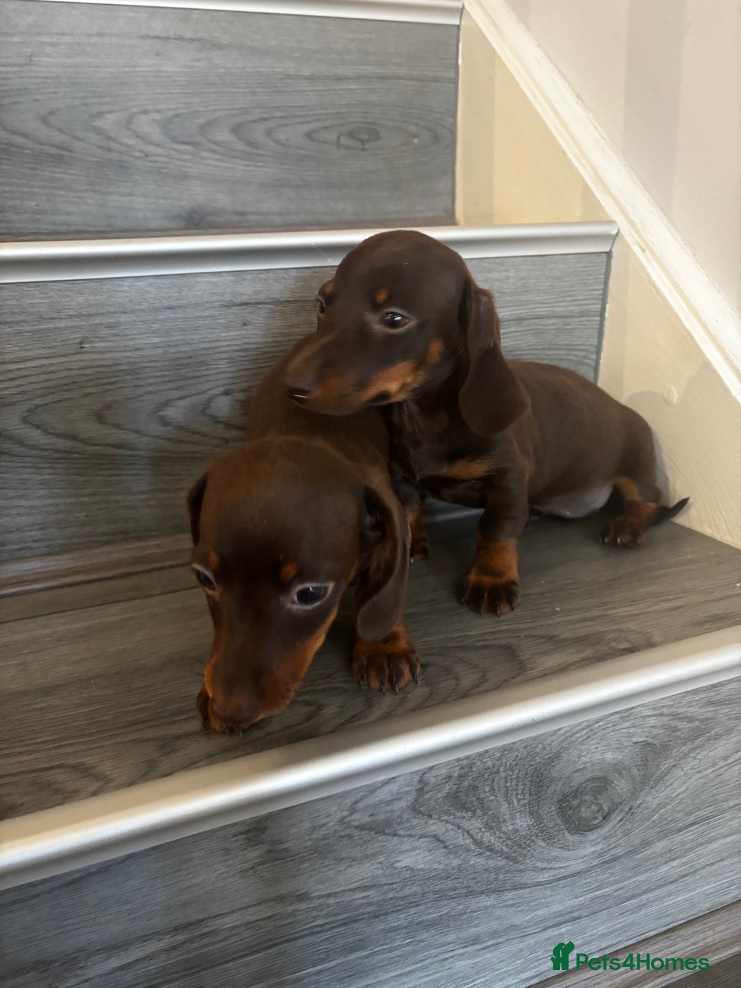 Miniature Dachshund dogs for sale: Chocolate miniature dachshund puppies  - Image 1