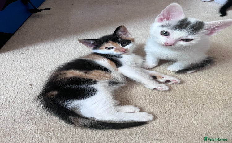 Mixed Breed cats - Advert 8