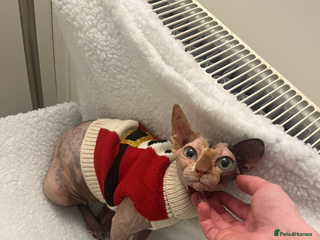 Sphynx cats SPHYNX CAT - Advert 6