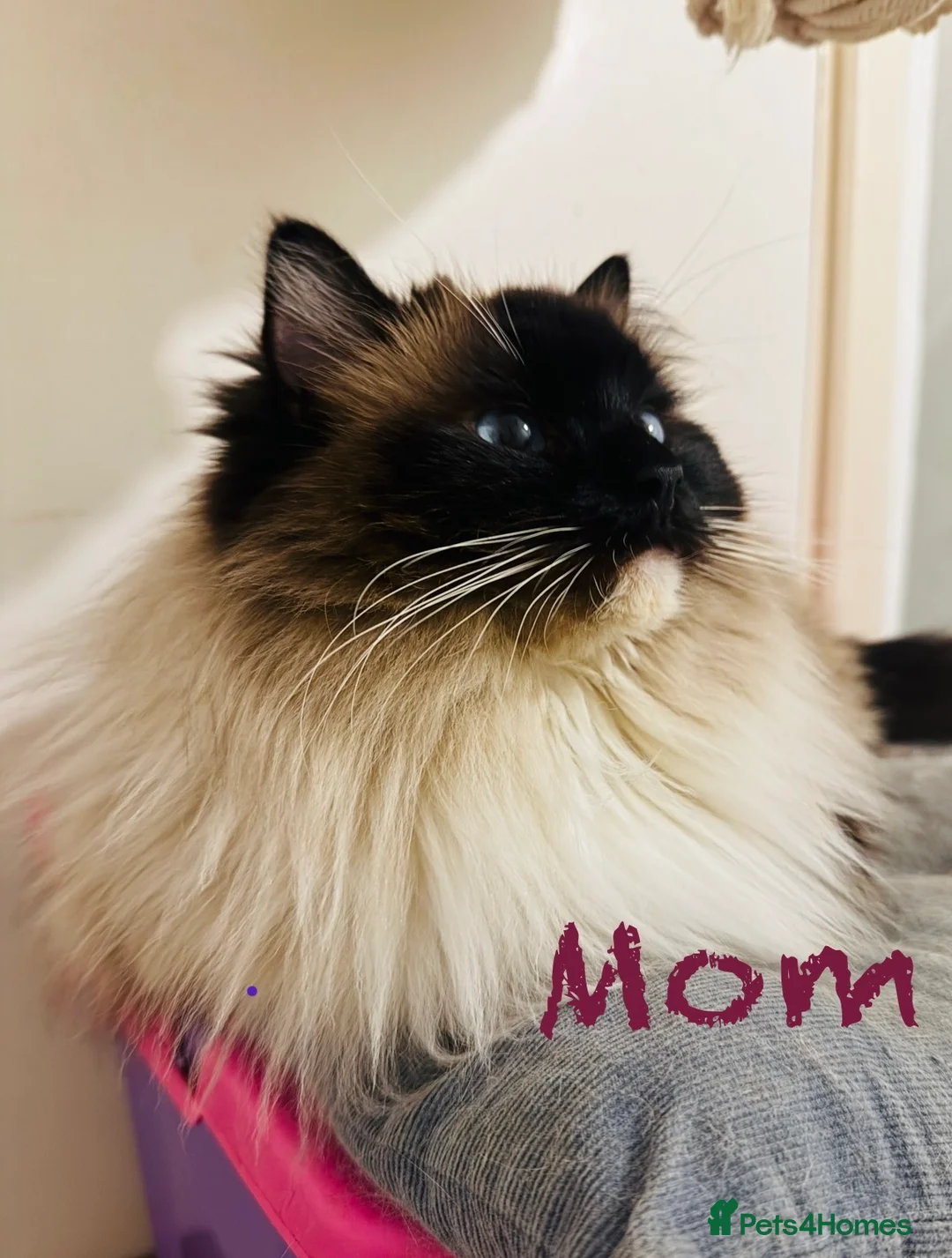 Ragdoll cats for sale: GCCF Sealpoint Lynx Mitted Ragdoll Kittens  - Advert 34