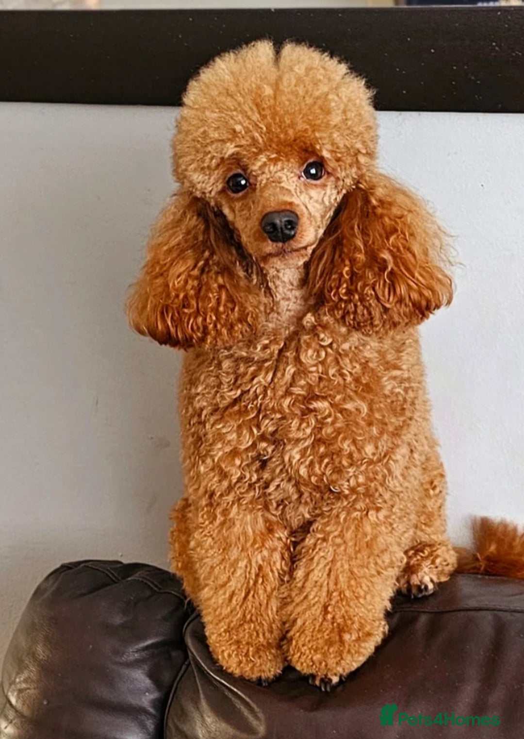 Cavapoo dogs for sale: F1b cavapoos- Red, apricot and white, collect16/12 - Image 10
