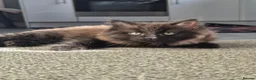Mixed Breed cats for sale: Black long hair male kitten in Wrexham - Advert 2