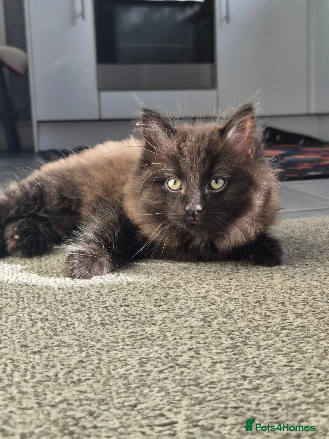 Mixed Breed cats for sale: Black long hair male kitten in Wrexham - Advert 2