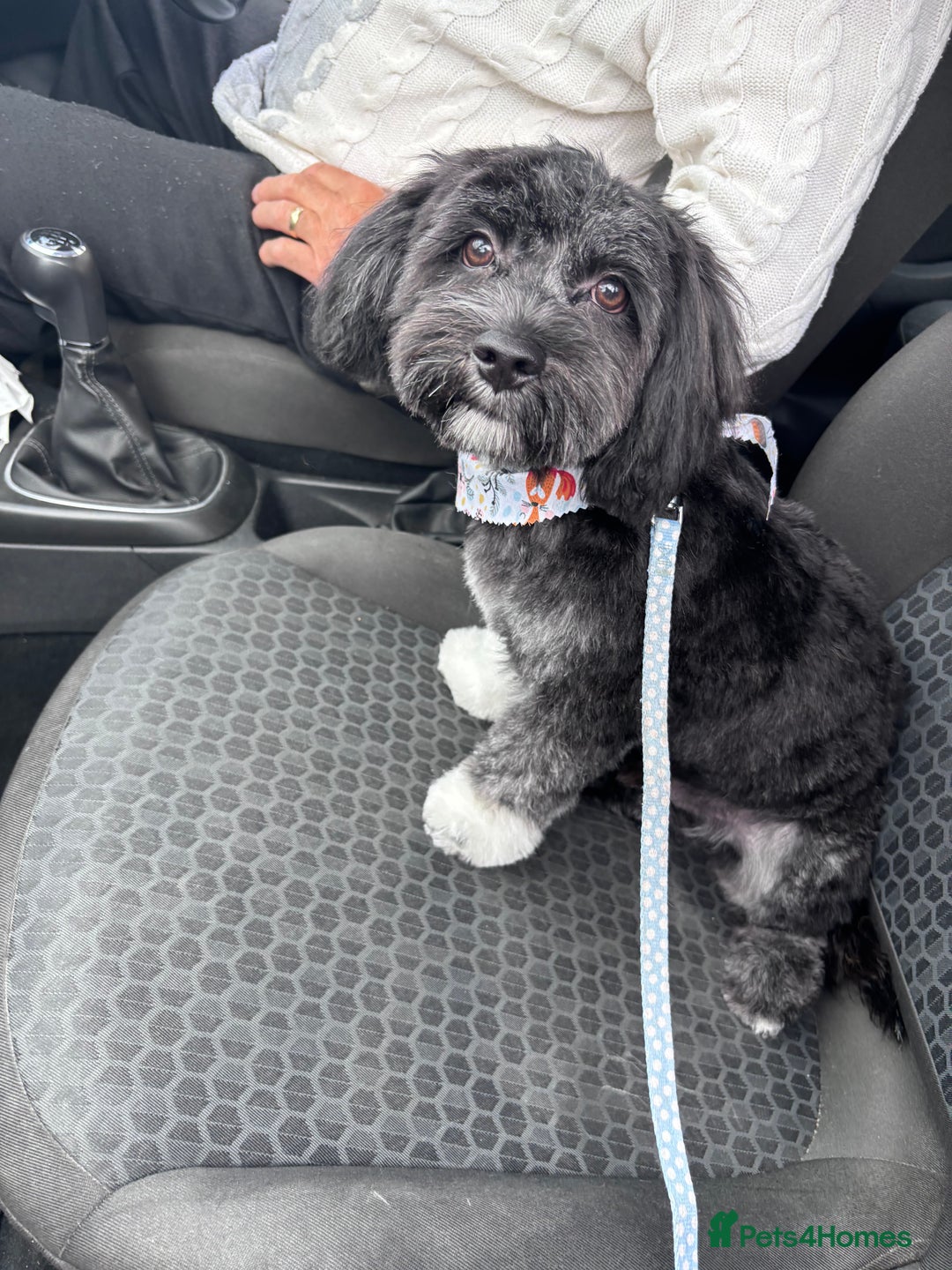 Mixed Breed dogs for sale: Bichon x havanese male 1 year old - Advert 6