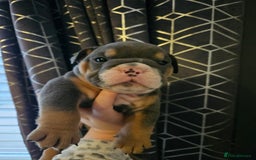 English Bulldog dogs for sale: Kc british bulldogs  - Image 7