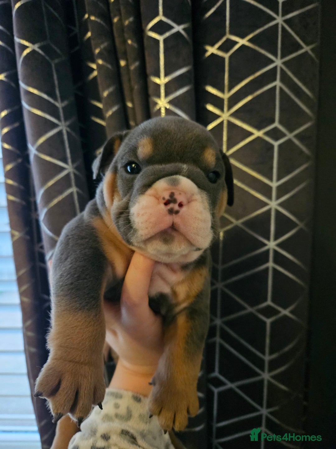 English Bulldog dogs for sale: Kc british bulldogs  - Image 7