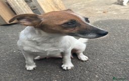 Jack Russell dogs for sale: Jack Russel Puppies For Sale  - Image 20