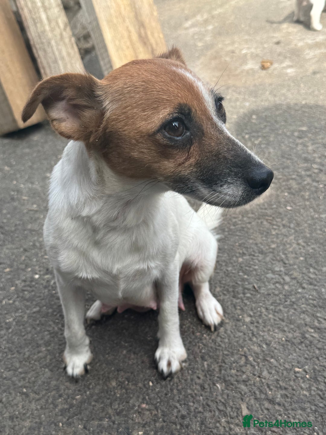 Jack Russell dogs for sale: Jack Russel Puppies For Sale  - Image 20