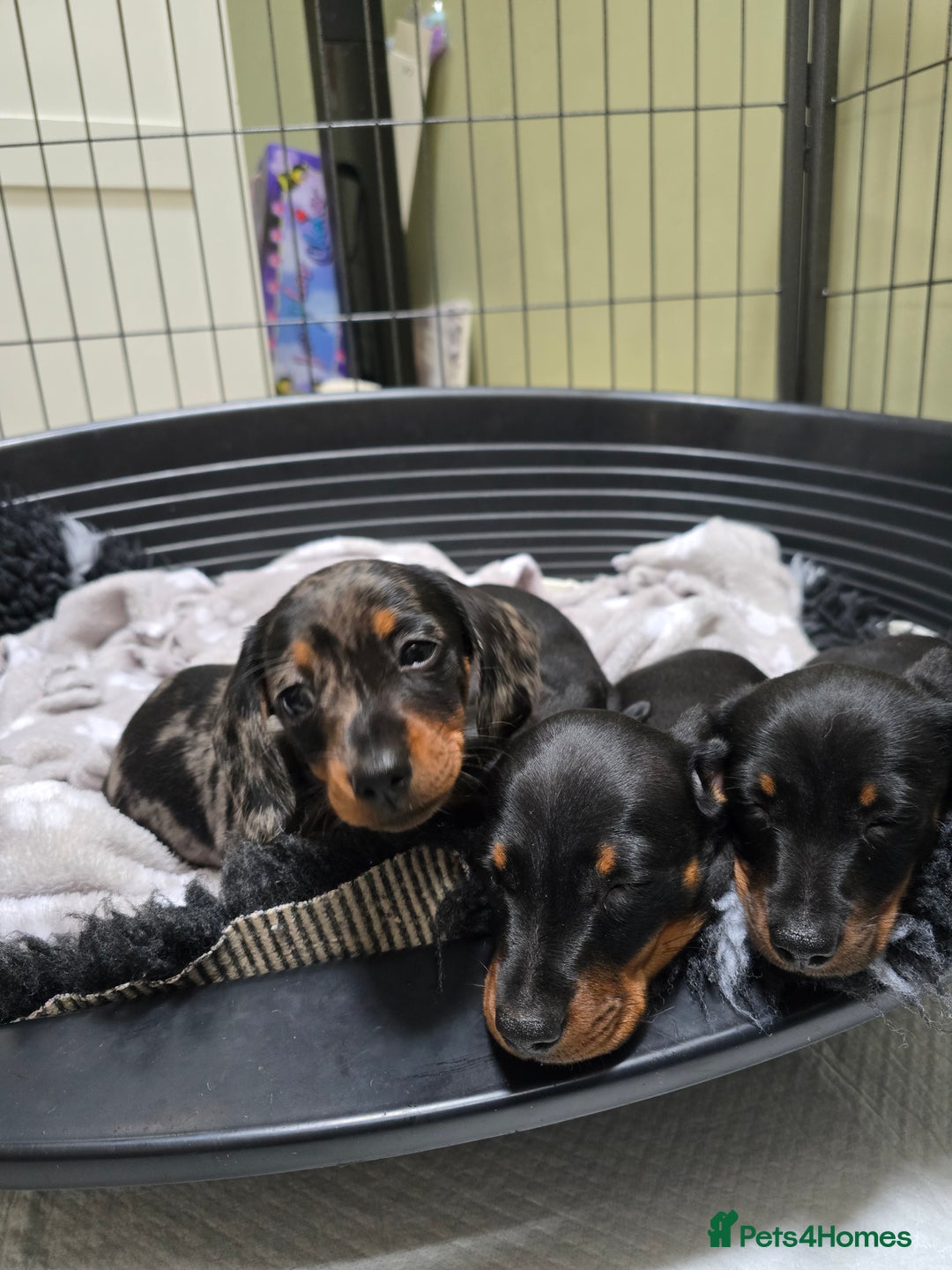 Miniature Dachshund dogs for sale: KC Miniature Dachshund Pups  - Image 33