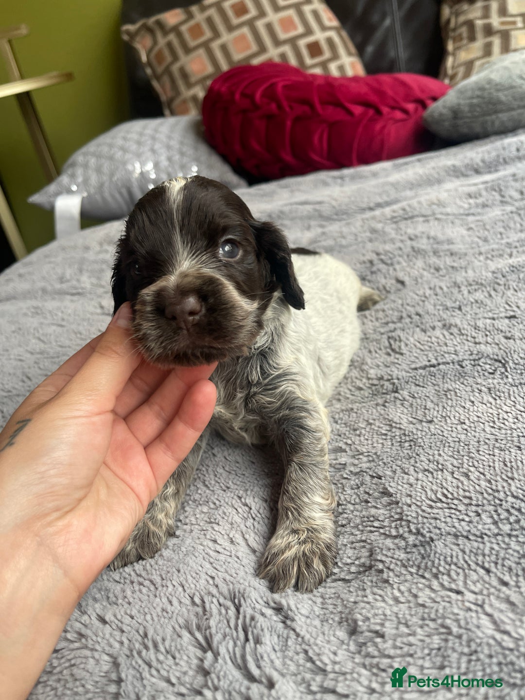 Cocker Spaniel dogs for sale: KC Show Cockers - 1 Girl , 3 Boys remaining! - Image 14