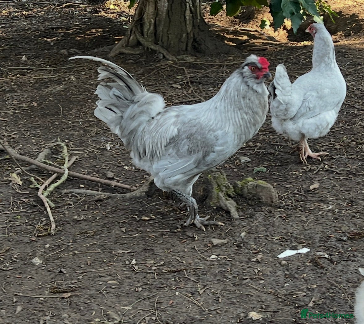 Chickens poultry Cockerel Light Sussex Wellsummer Lavender Araucana - Advert 5