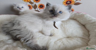 Ragdoll cats - Advert 7