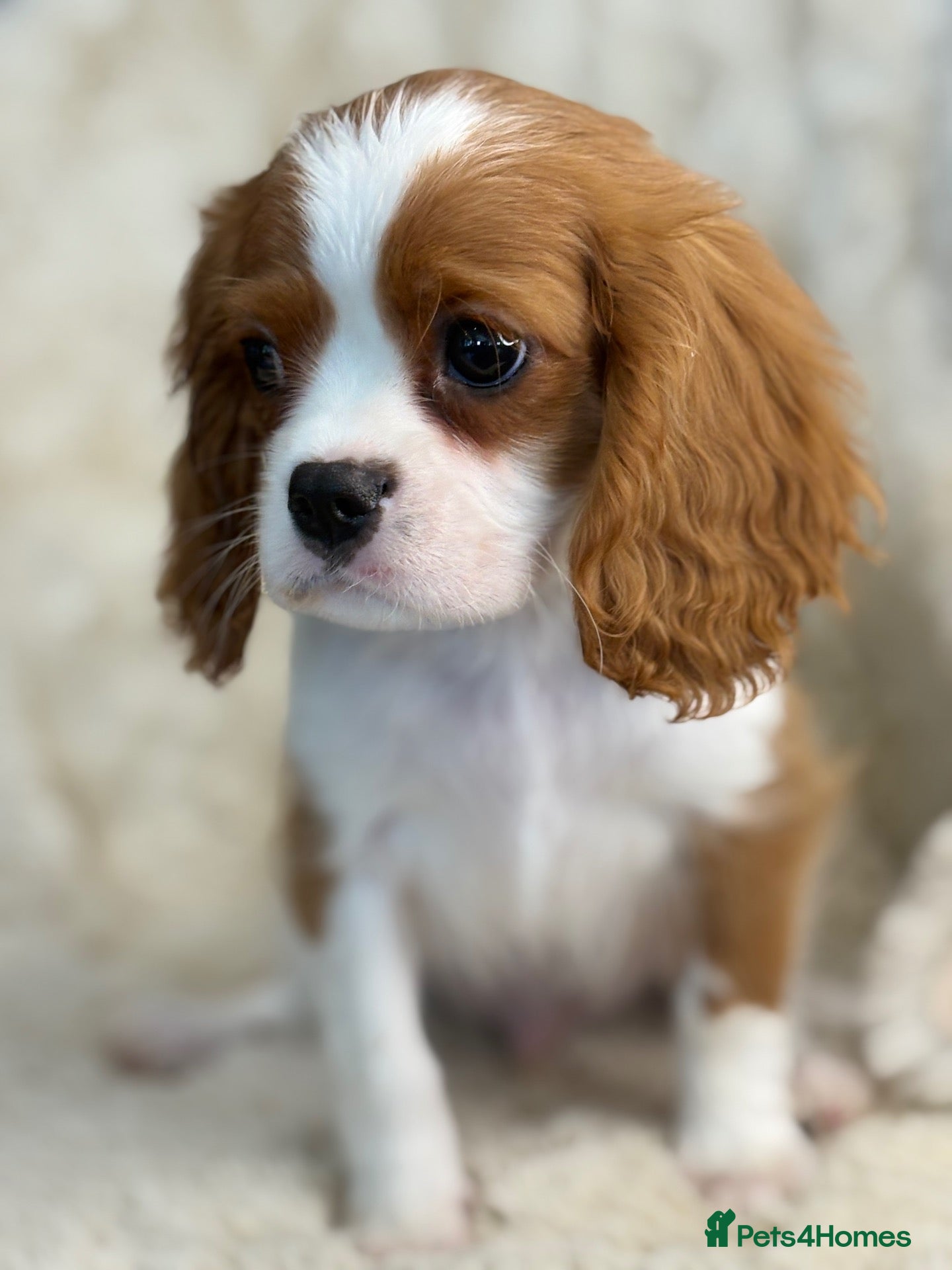 Cavalier King Charles Spaniel dogs Beautiful cavalier King Charles puppies  - Advert 1