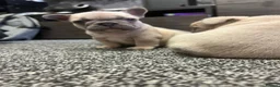 French Bulldog dogs for sale: 3 quality French bulldog girls ready to leave - Advert 6