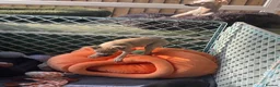 Italian Greyhound dogs for sale: 🐾✨Gorgeous KC Italian greyhound licensed breeder  - Advert 13