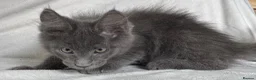 Maine Coon cats for sale: Reduced! TICA Maine Coon Kittens active possible  - Advert 23