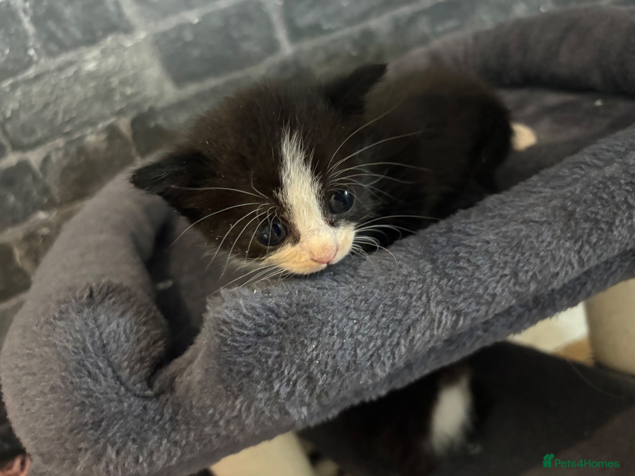 Domestic Shorthair cats 6 beautiful kittens for sale - Advert 1