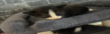 Domestic Shorthair 1