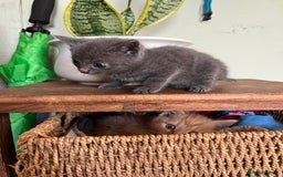 Mixed Breed cats for sale: Mixed breed kittens  - Image 10