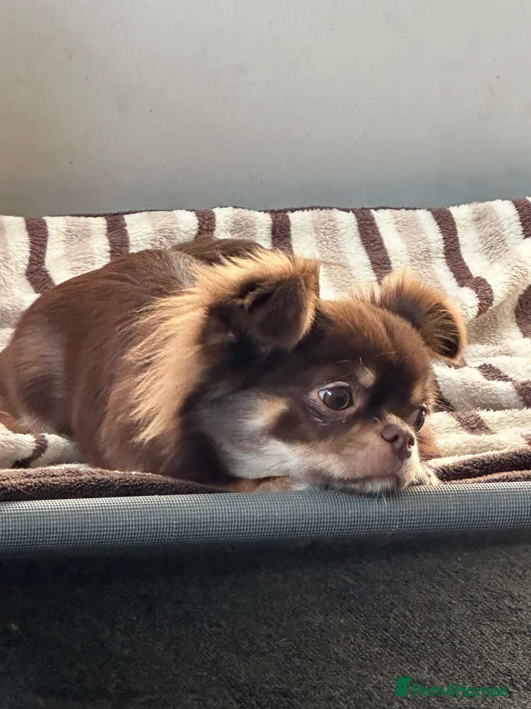 Chihuahua dogs for sale: Beautiful long haired chihuahua.  - Advert 3