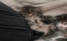 Domestic Shorthair cats for sale: 5 beautiful kittens for sale  - Image 11