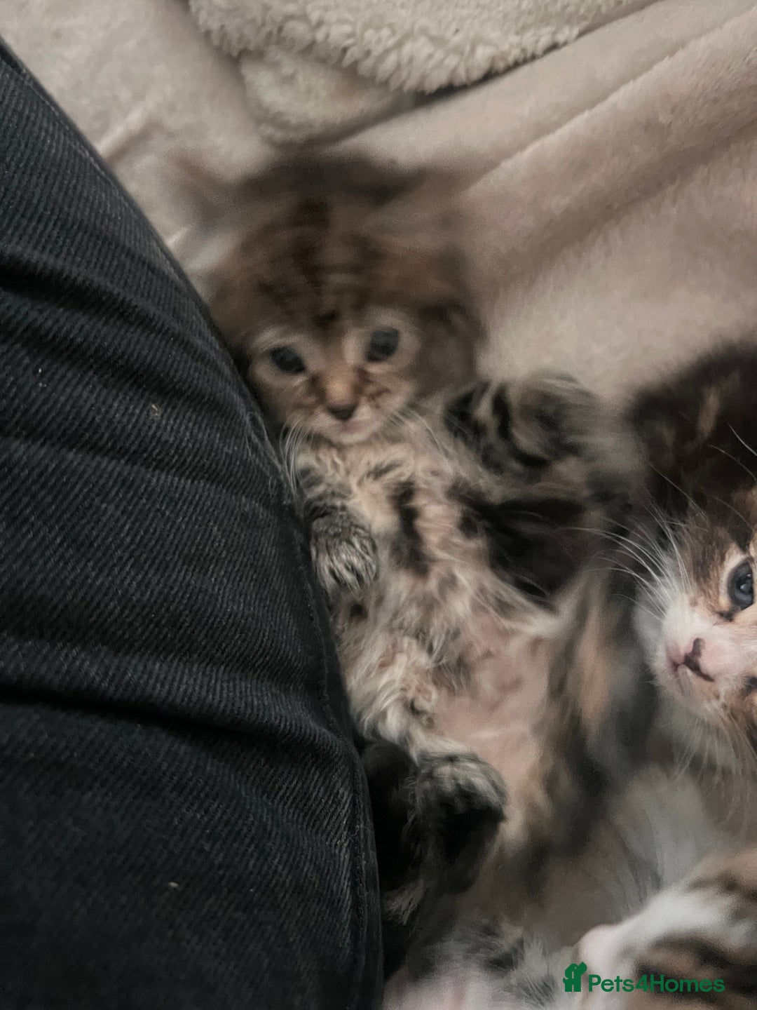 Domestic Shorthair cats for sale: 5 beautiful kittens for sale  - Image 11