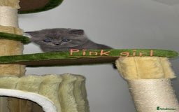 British Shorthair cats for sale: Blue British short hair kittens  in Braintree - Image 12