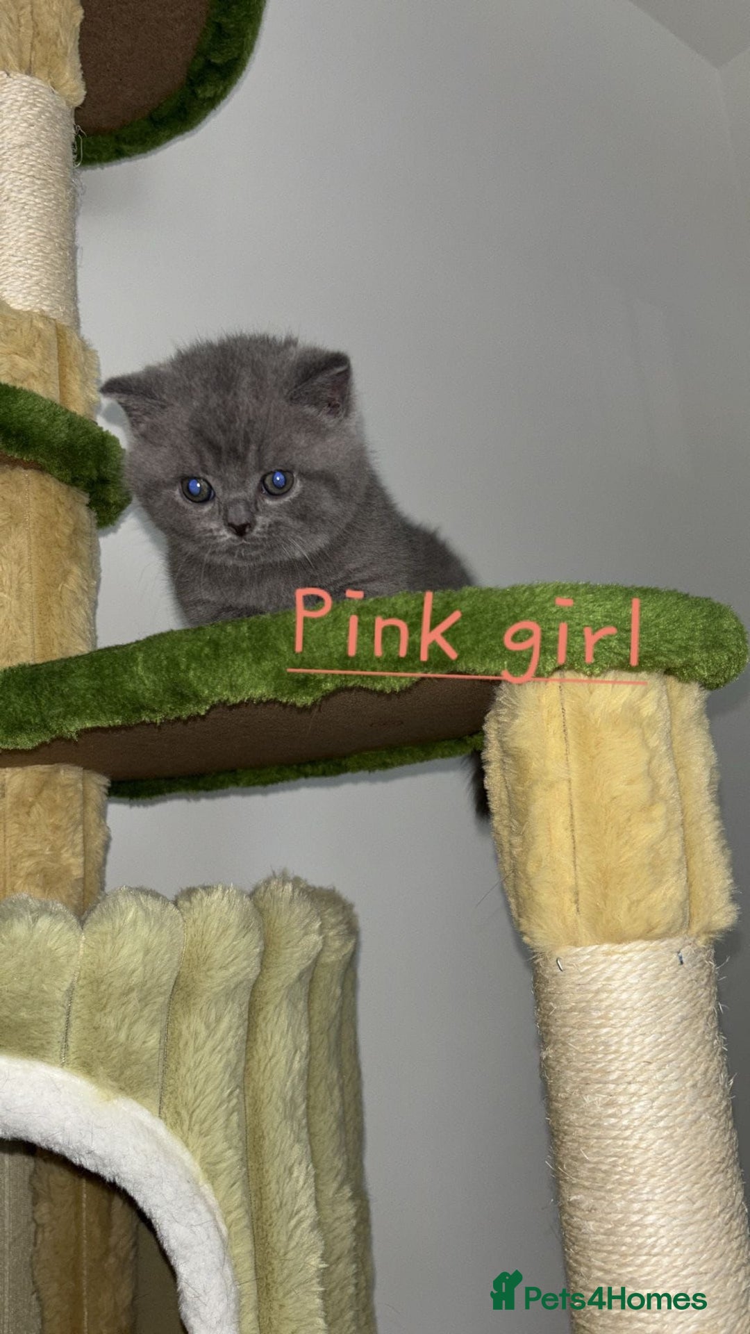British Shorthair cats for sale: Blue British short hair kittens  in Braintree - Image 12