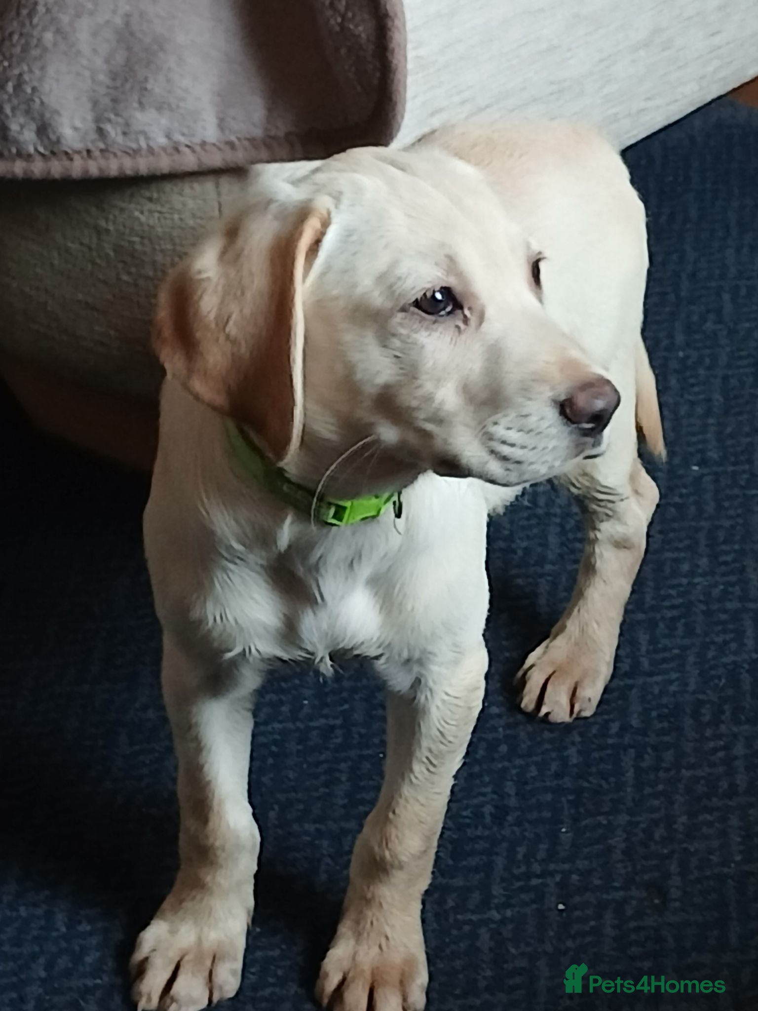 Labrador Retriever dogs Gorgeous yellow labrador puppies - Advert 1