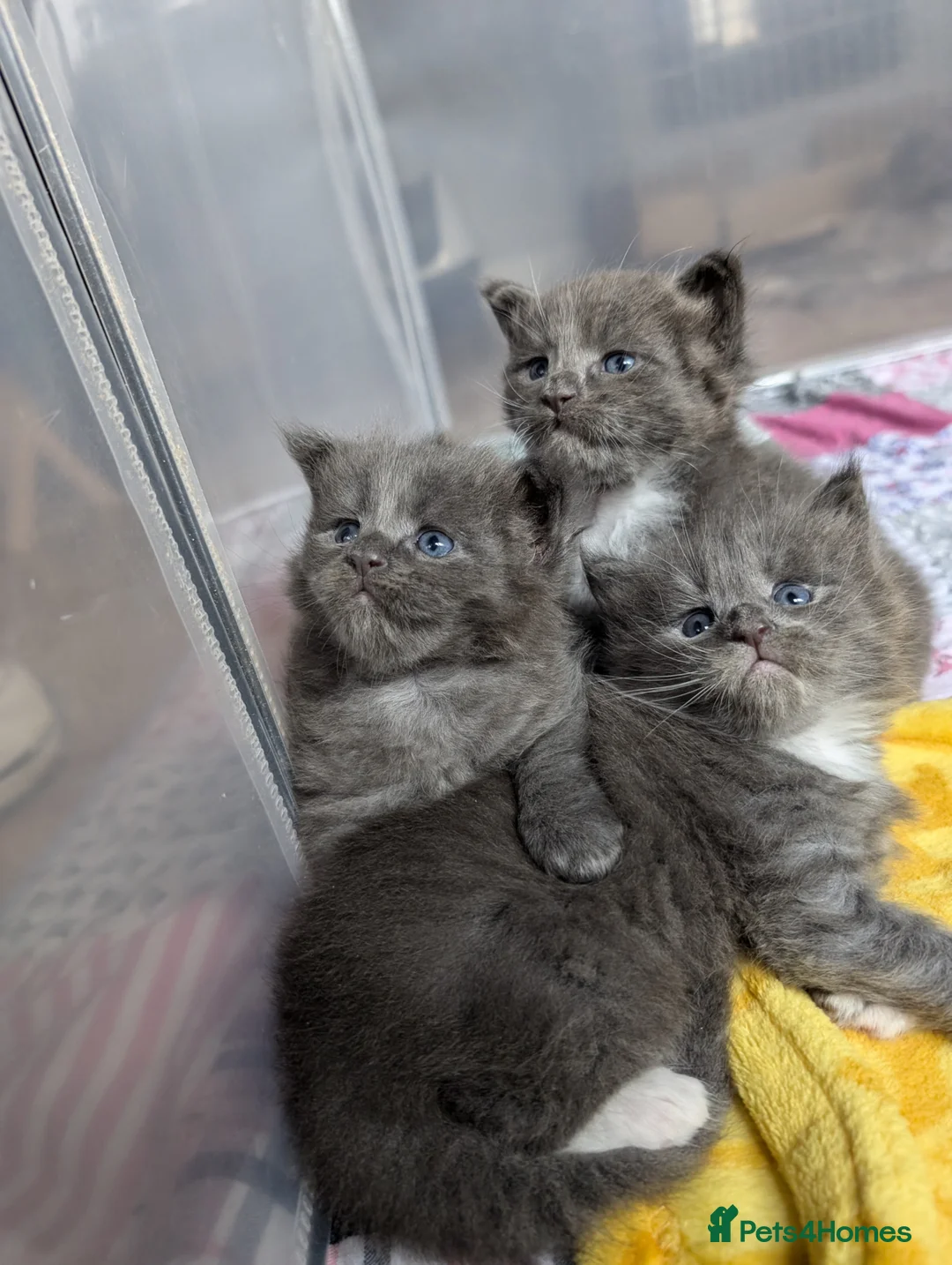 Maine Coon cats for stud: TICA Reg Maine Coon for Stud Service! in Frome - Advert 6