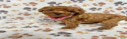 Cockapoo dogs for sale: Beautiful Multigenerational Cockapoo Puppies - Advert 7