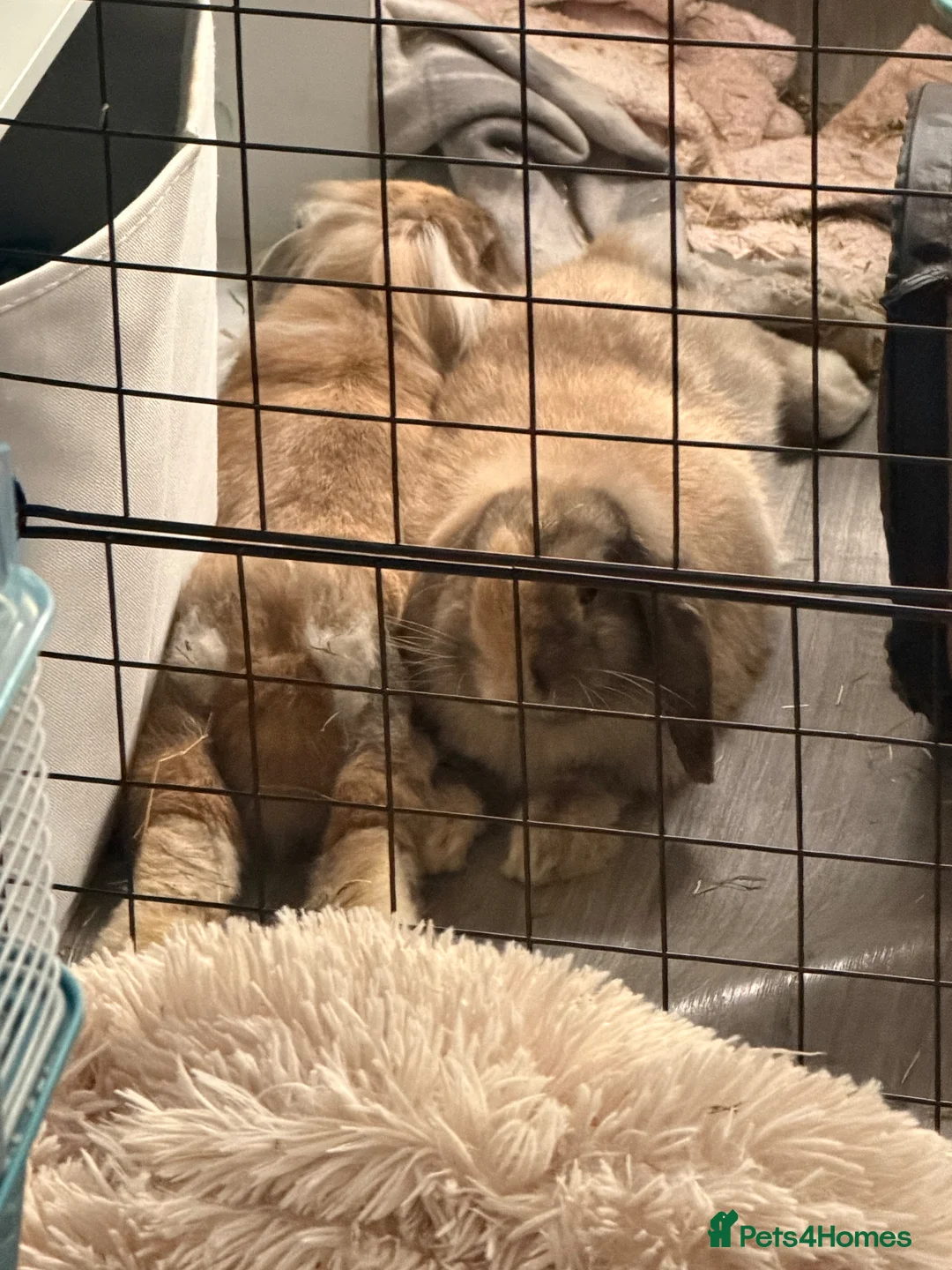Dwarf Lop rabbits for sale: Deaf lop / lion head  in Newport - Advert 6