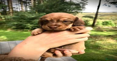 Dachshund dogs - Advert 16