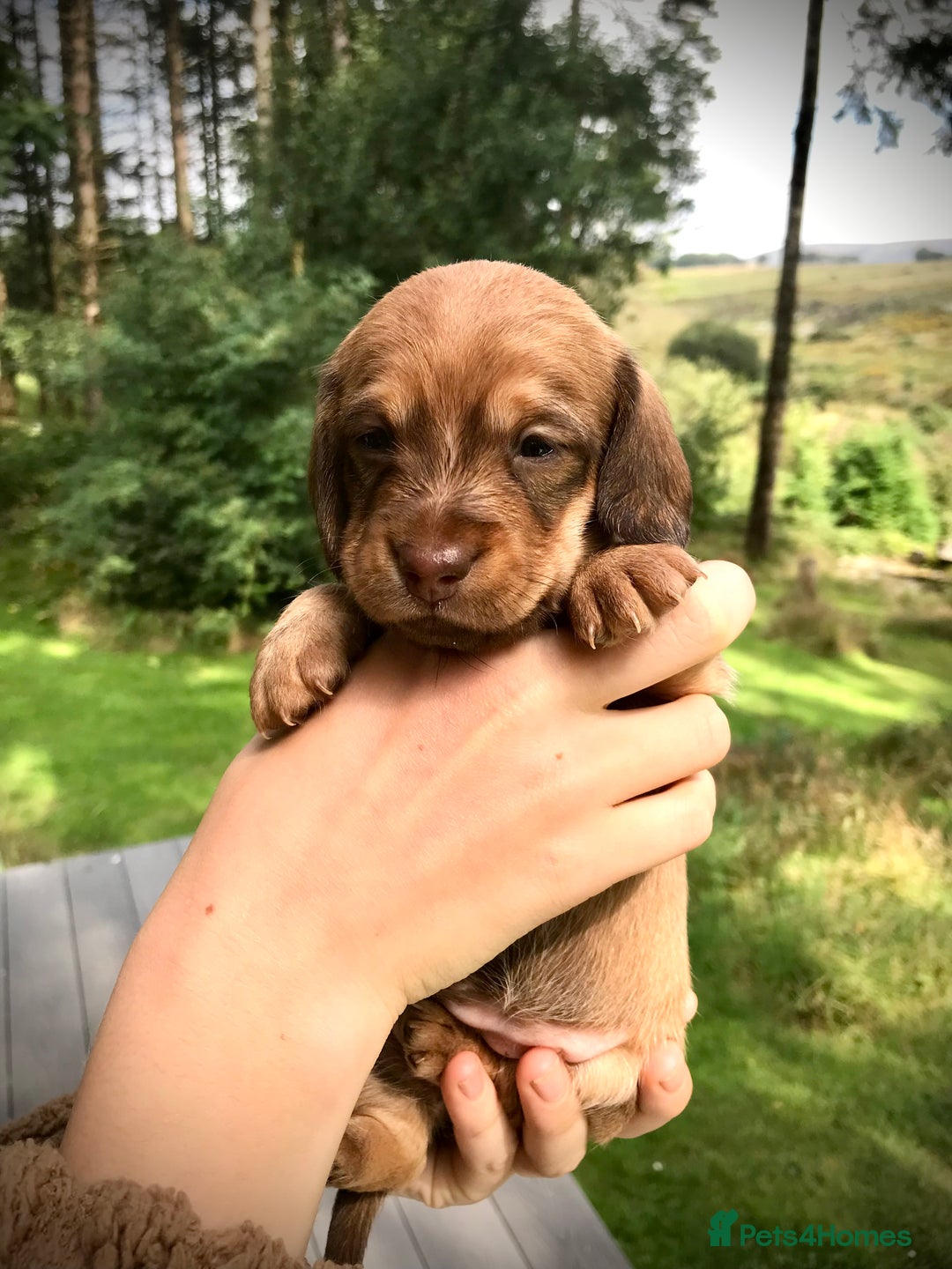 Dachshund dogs for sale: Miniature Silky Wirehaired Dachshund puppies! - Image 3