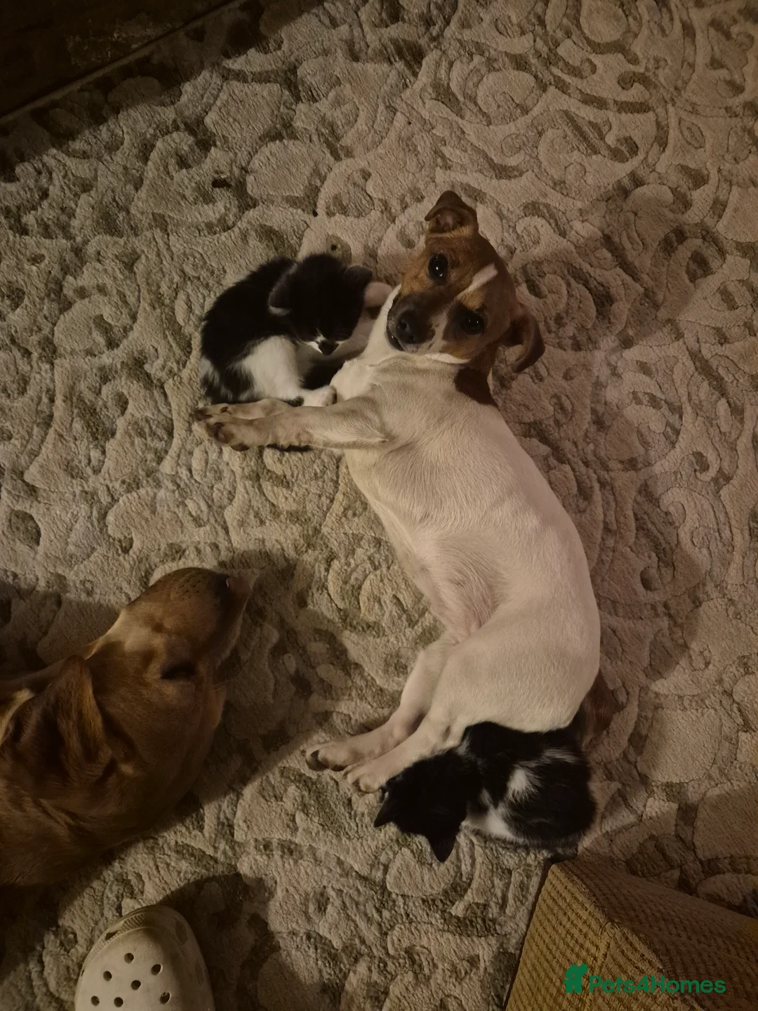 Mixed Breed cats for sale: 2 girls 3 boys kittens  - Advert 3