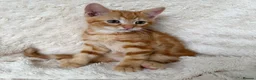 Mixed Breed cats for sale: Gorgeous home reared kittens  - Advert 5