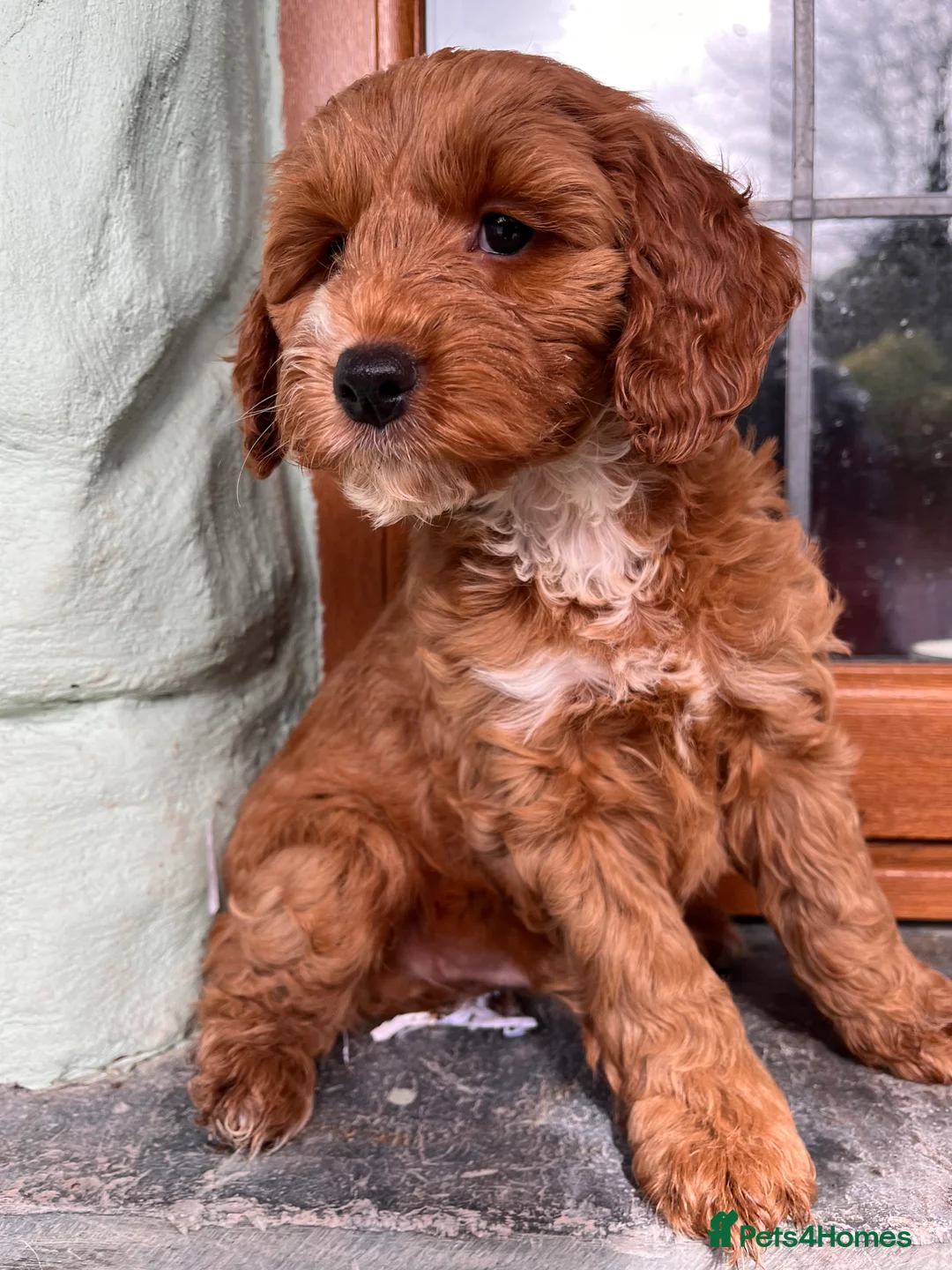 Cockapoo dogs for sale: 1 Cockapoo left Extensively Health Tested Parrnts - Advert 2