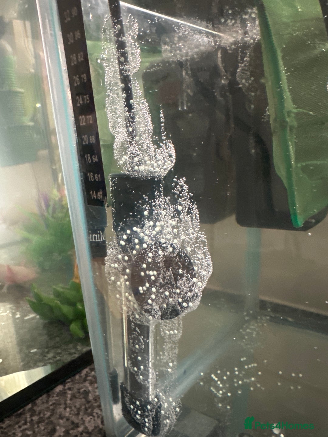 Axolotl reptiles for sale: Axolotl eggs - Advert 2