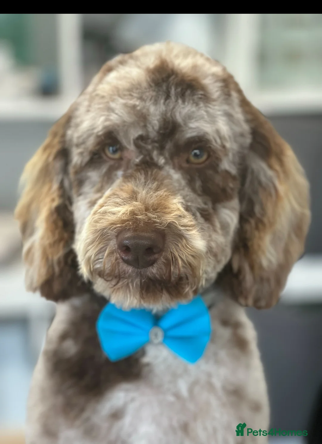 Miniature Poodle dogs for stud: Chocolate Merle Miniature Poodle Stud in Prudhoe - Advert 5