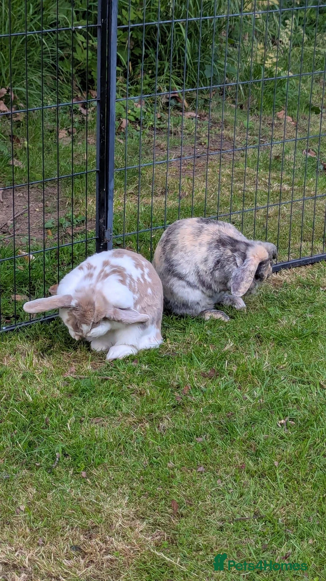 Mini Lop rabbits for sale: 2 Female mini Lops  - Advert 2