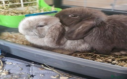 Mini Lop rabbits for sale: Bonded male rabbits from birth.  - Image 1