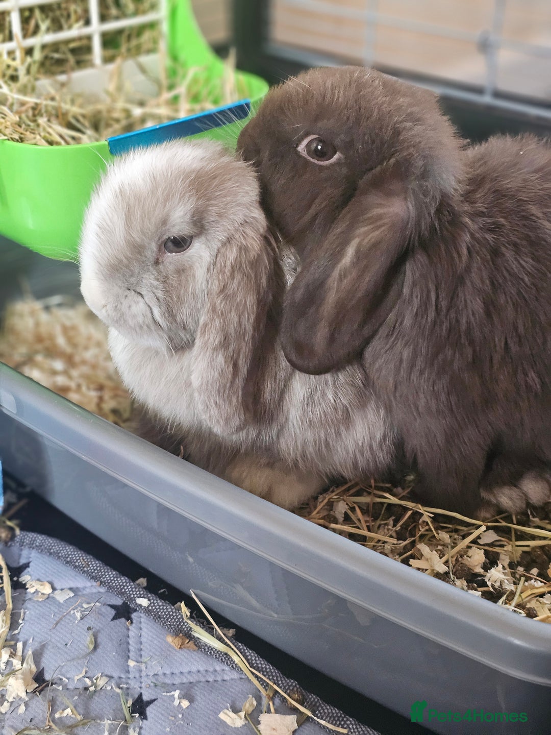 Mini Lop rabbits for sale: Bonded male rabbits from birth.  - Image 1