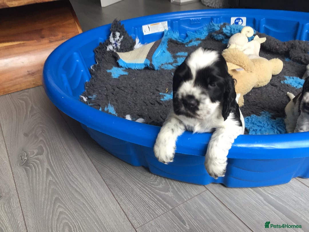 Cocker Spaniel dogs for sale: Show cocker pups  K.C. Reg. AMS. PRA. And FN clear - Image 12