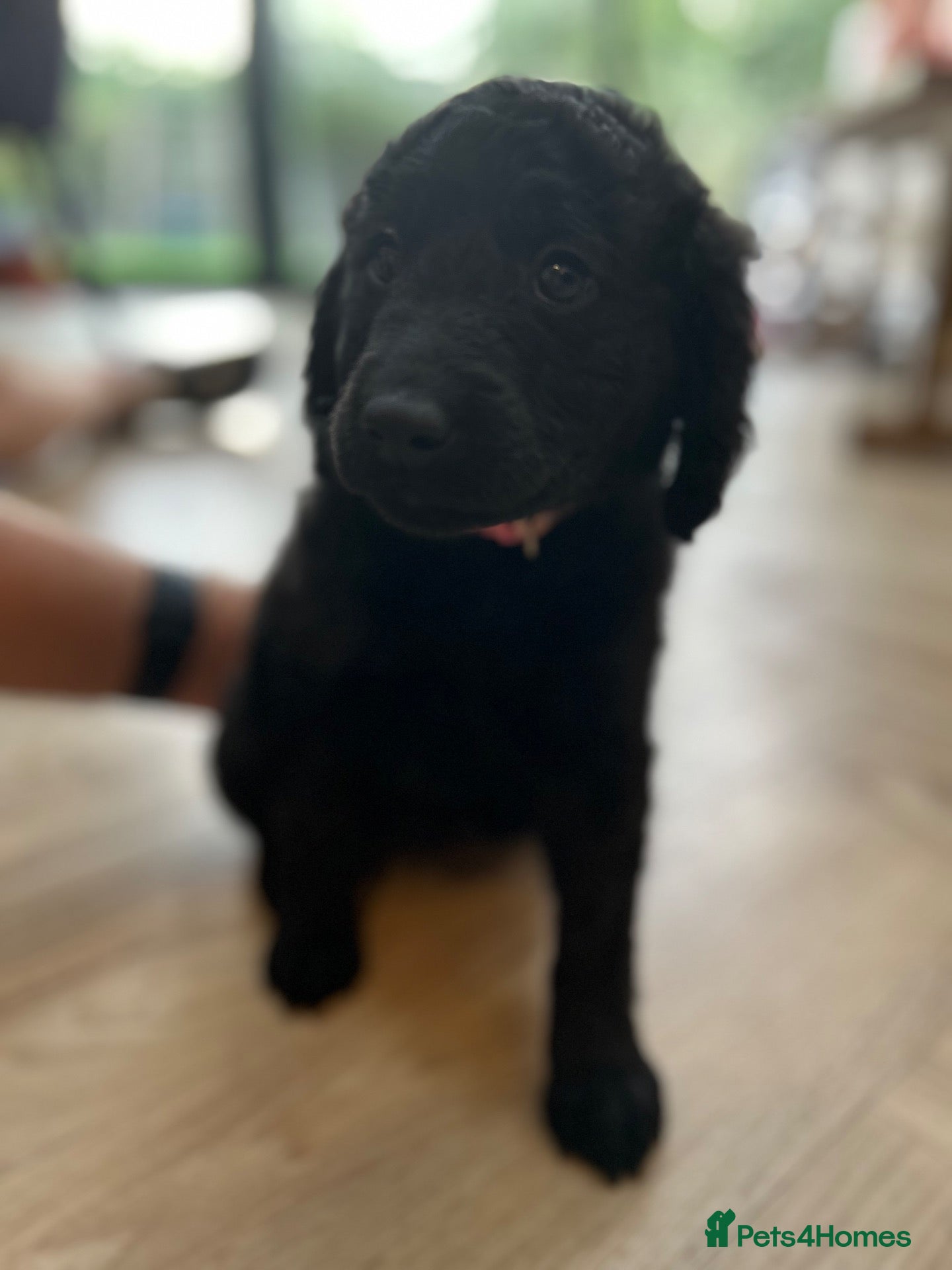 Labradoodle dogs Labradoodle puppies LAST 1 remaining! - Advert 3